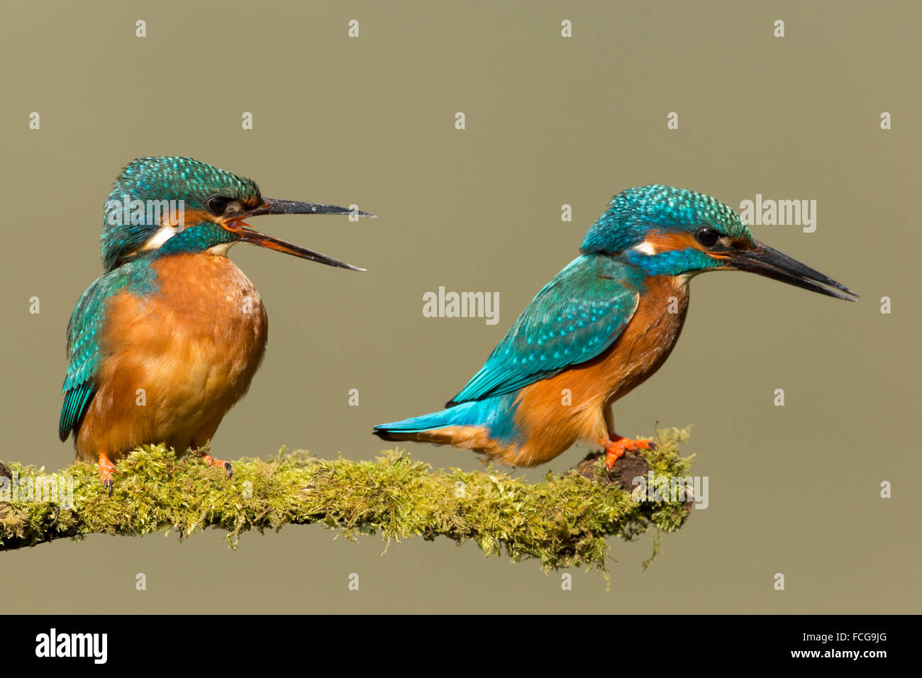 Male and Female Kingfisher Stock Photo