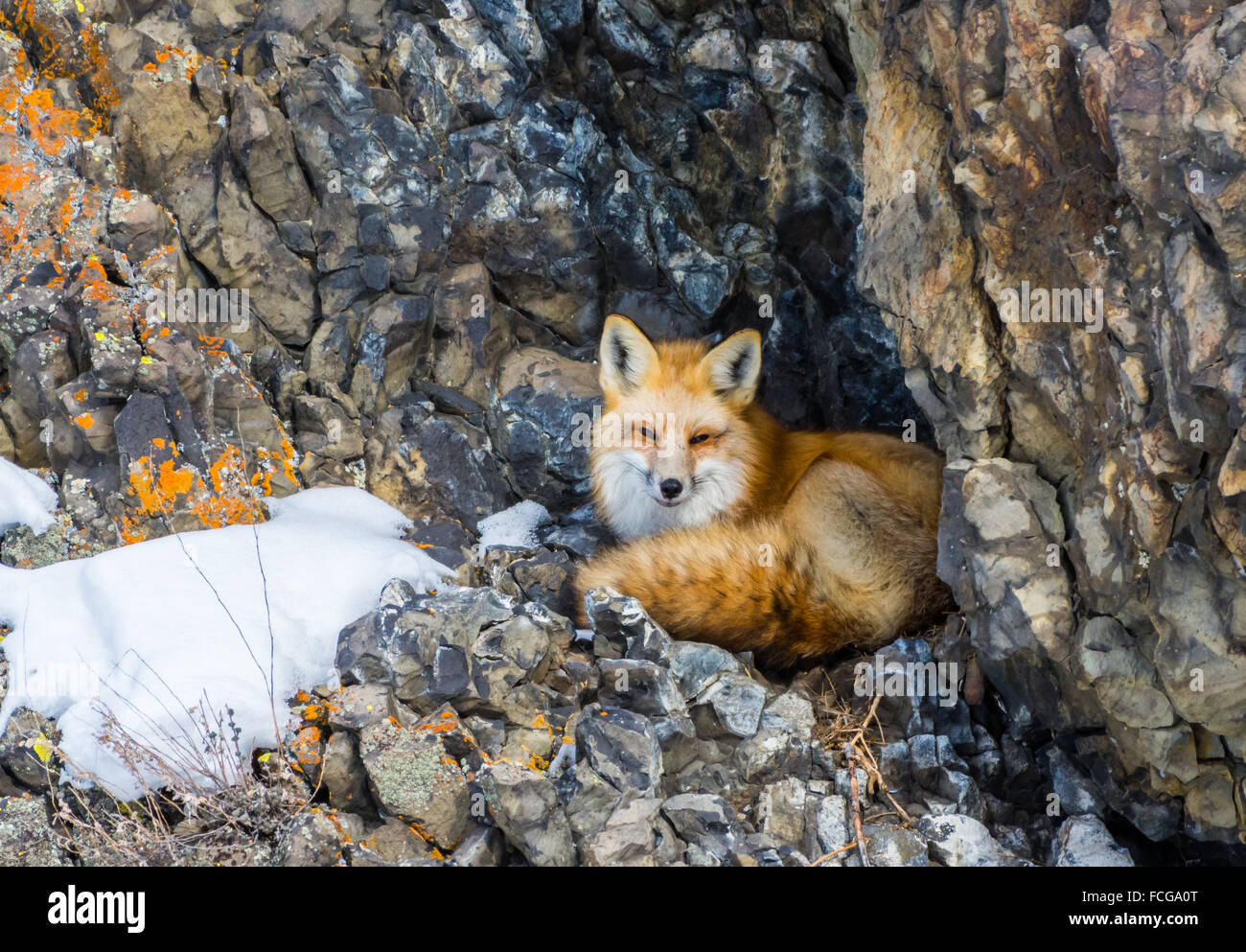 A red fox (Vulpes vulpes) in his den between rocks. Yellowstone National Park, Wyoming, USA. Stock Photo