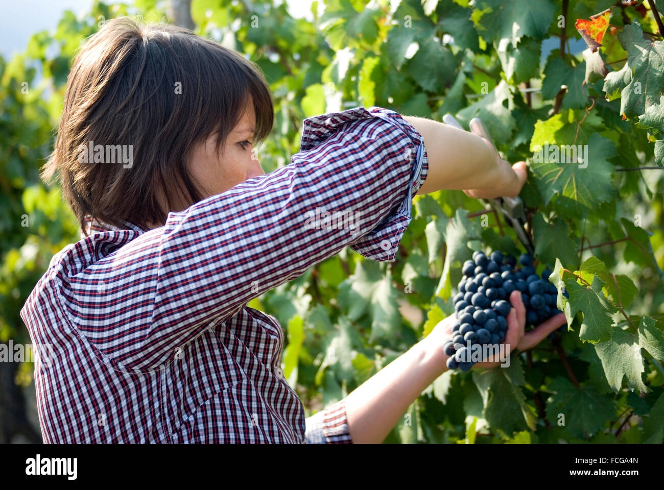 Woman picking grapes Stock Photo