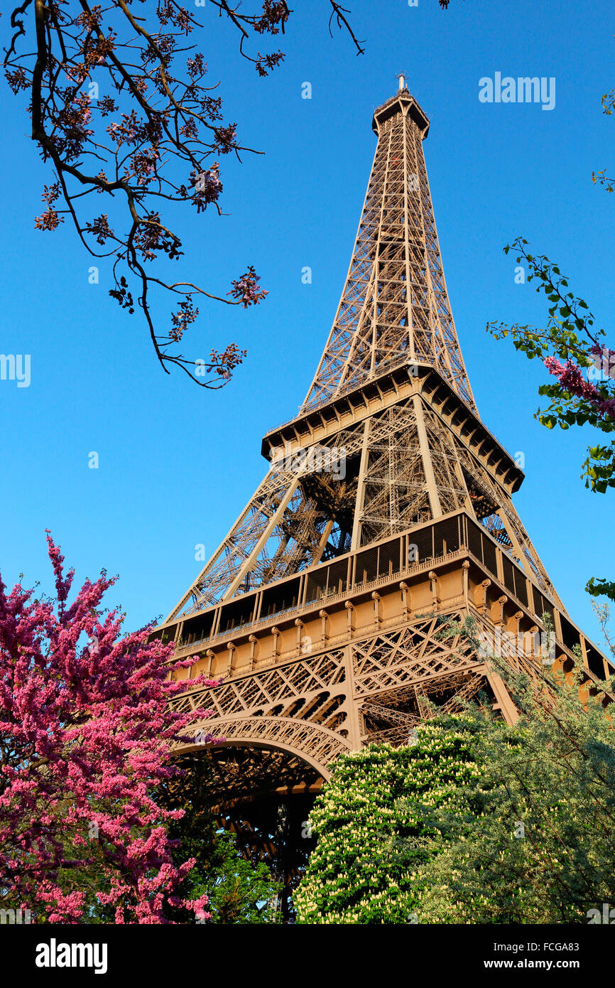 Eiffel Tower and blossoming trees, Paris, France. Stock Photo