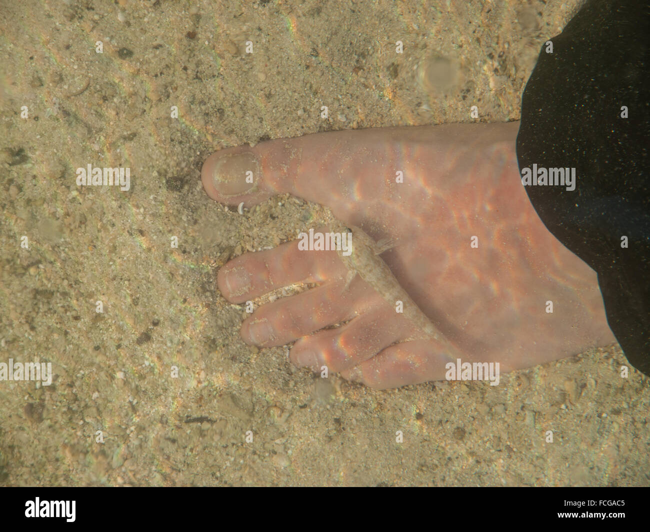 Tiny fish nibbles on female foot in water on sand in Galapagos Islands ...