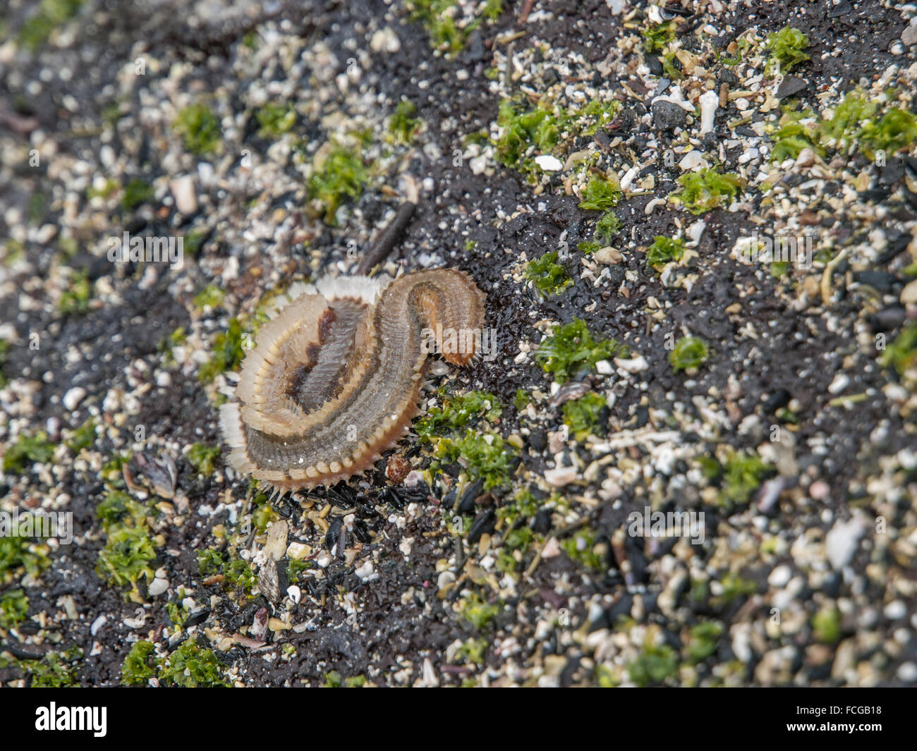 Curled up fireworm on black lava rock and green moss in Galapagos Islands, Ecuador. Stock Photo
