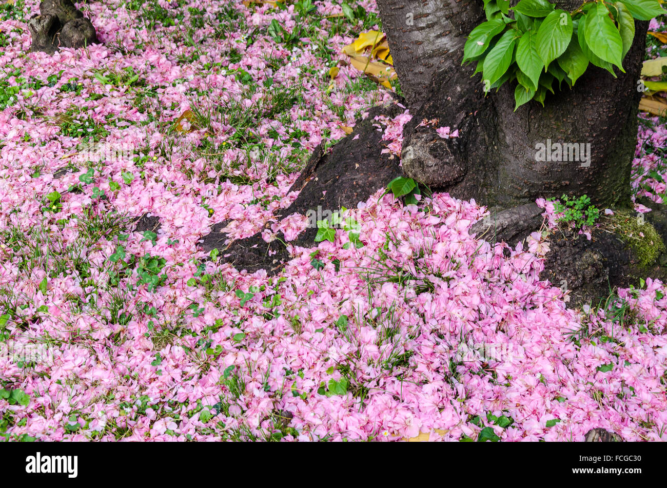 zen like stile life with trunk and flowers fallen on the ground Stock Photo