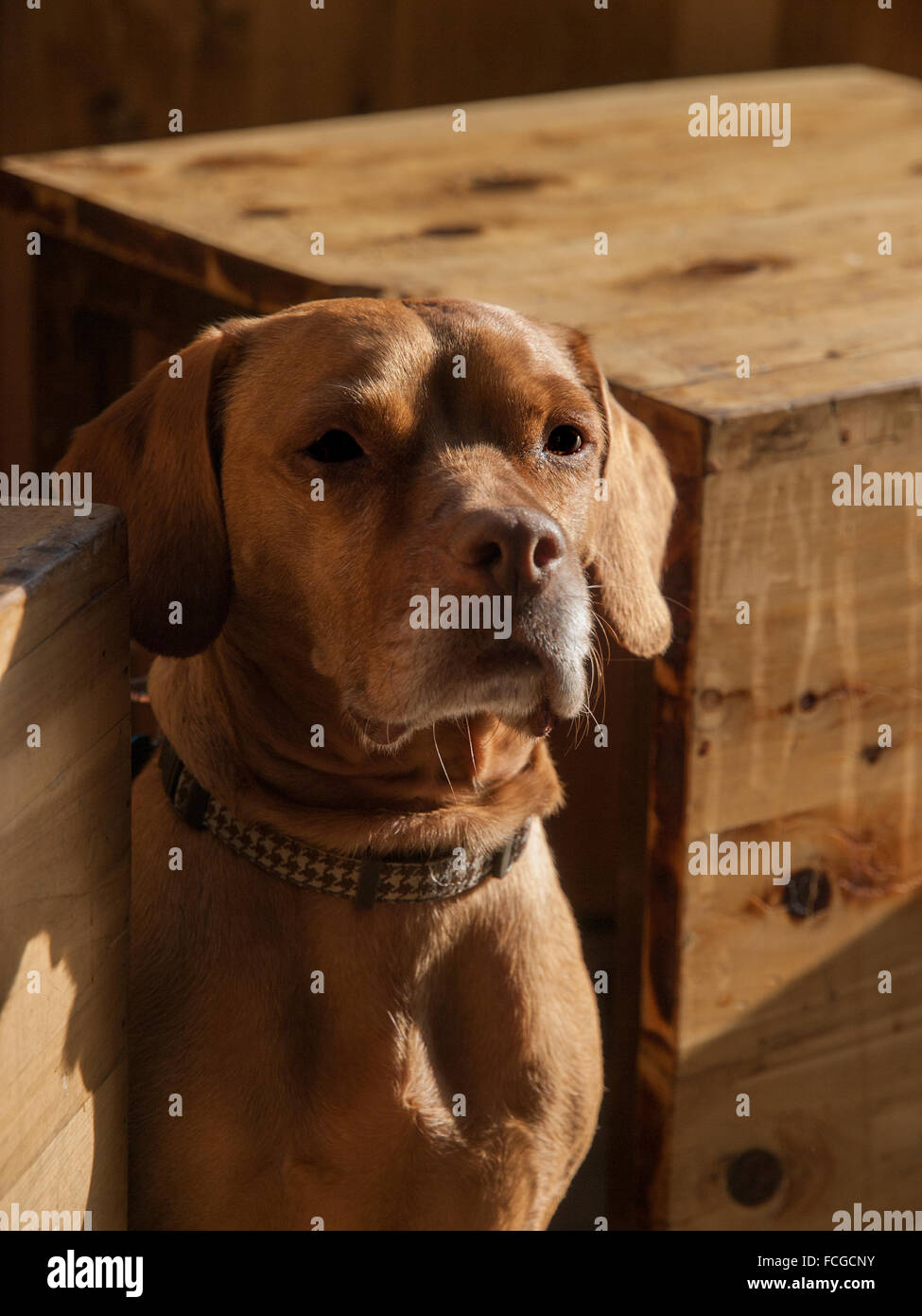 Rhodesian Ridgeback dog sitting between two wood crates. Stock Photo