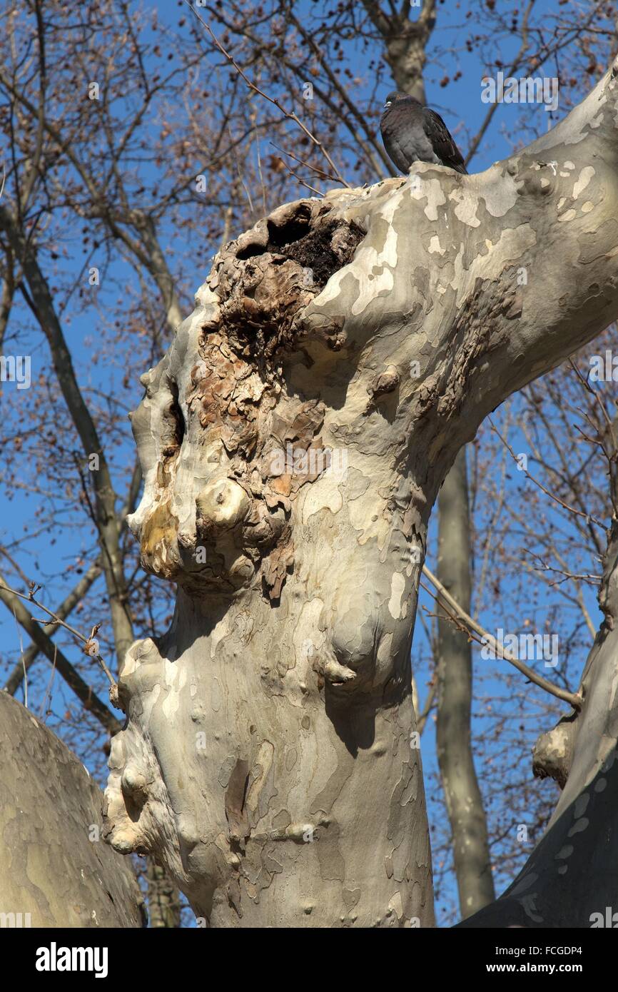 PLANE TREE DISEASE IN THE SOUTH OF FRANCE, AIGUES-MORTES, (30) GARD, LANGUEDOC-ROUSSILLON, FRANCE Stock Photo