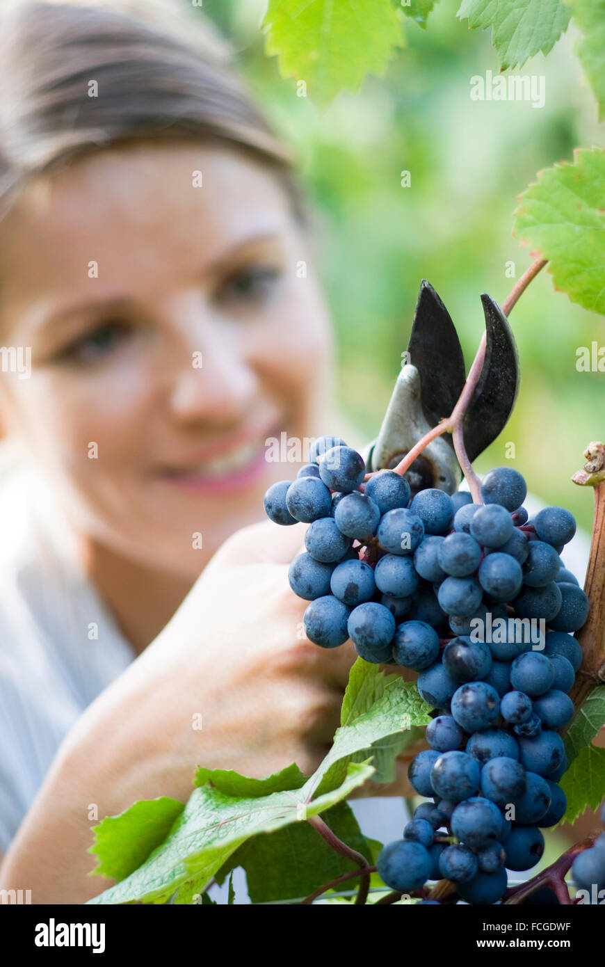 Grape picker Stock Photo