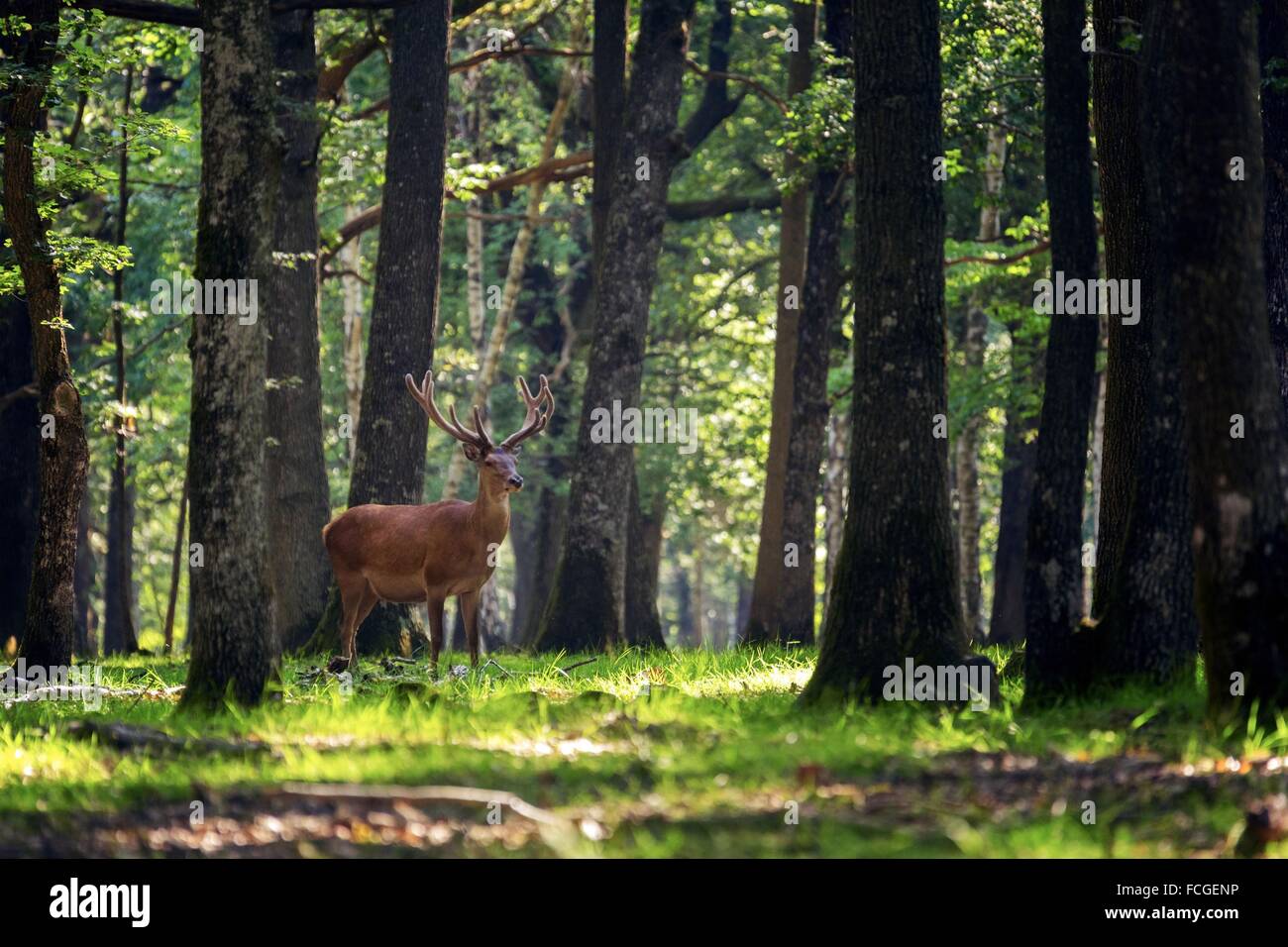 FOREST OF RAMBOUILLET, YVELINES (78), ILE-DE-FRANCE, FRANCE Stock Photo