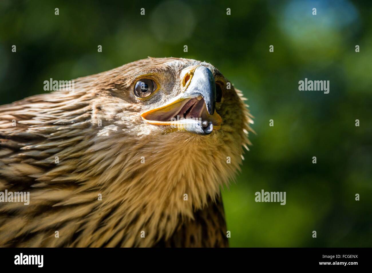 FOREST OF RAMBOUILLET, YVELINES (78), ILE-DE-FRANCE, FRANCE Stock Photo
