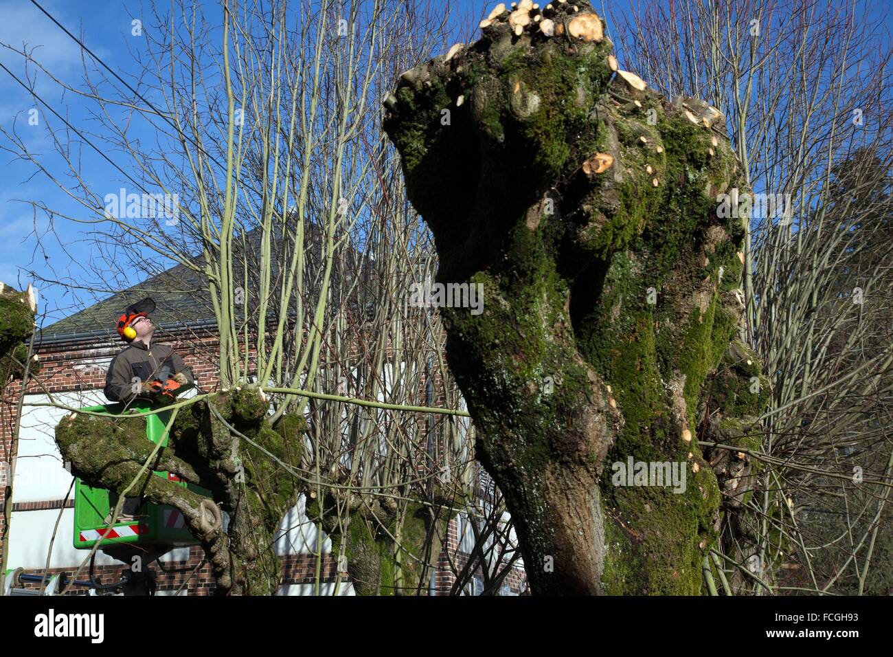 PRUNING OF THE SYCAMORES Stock Photo