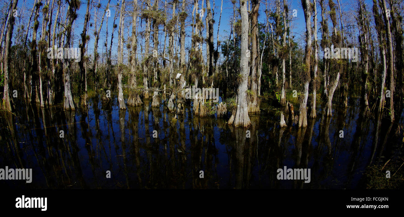 Big Cypress Swamp Preserve Stock Photo