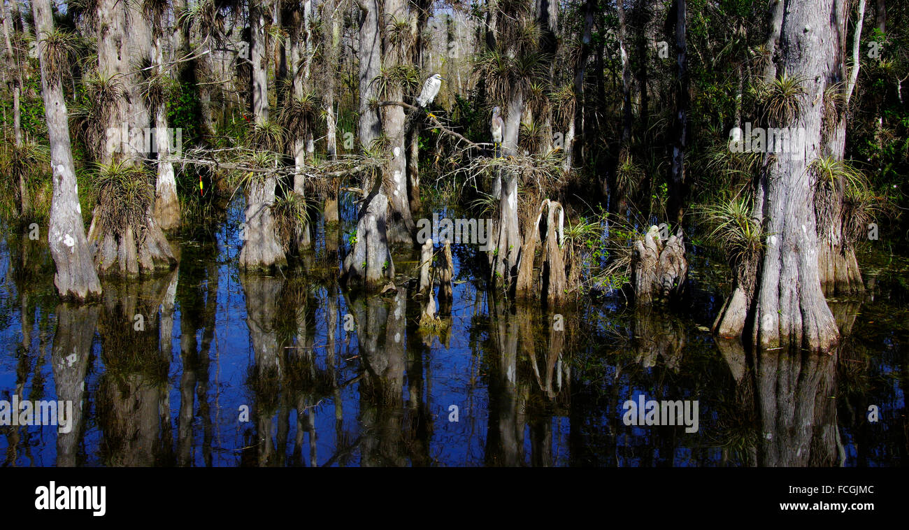 Egret in Big Cypress Swamp Preserve Stock Photo