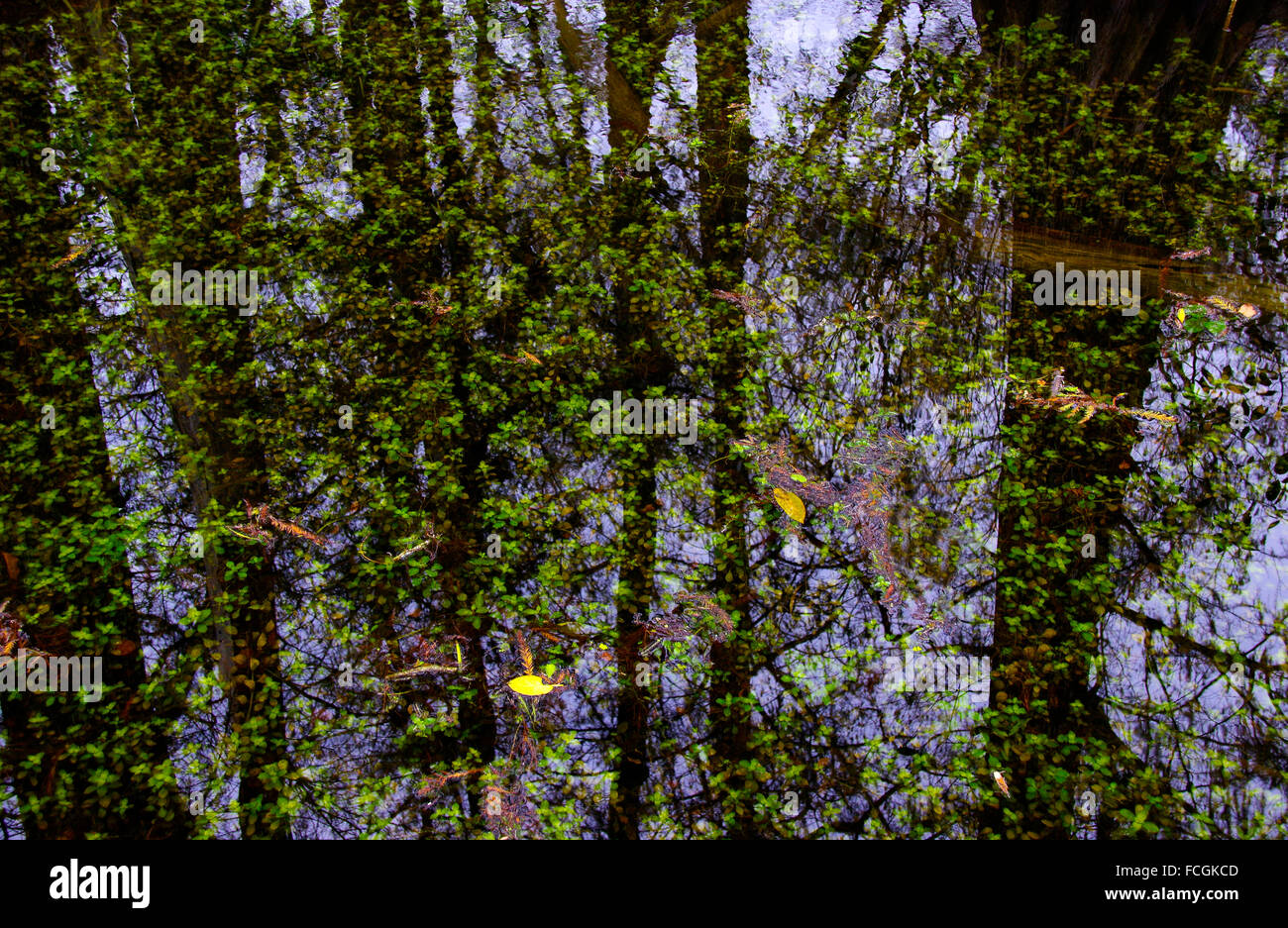 Detail of Big Cypress Swamp Preserve Stock Photo