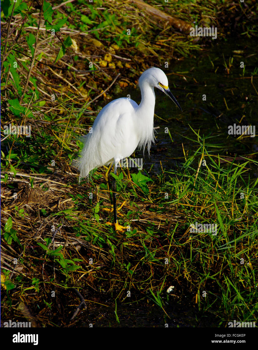 Snowyn Egret in Big Cypress Swamp Preserve Stock Photo