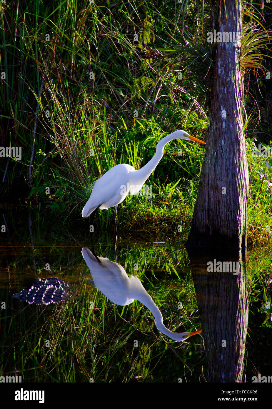 Egret in Big Cypress Swamp Preserve being hunted by Alligator Stock Photo