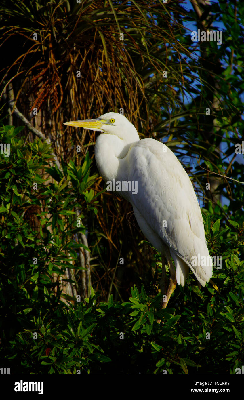 Snowy Egret in the Big Cypress Swamp Stock Photo