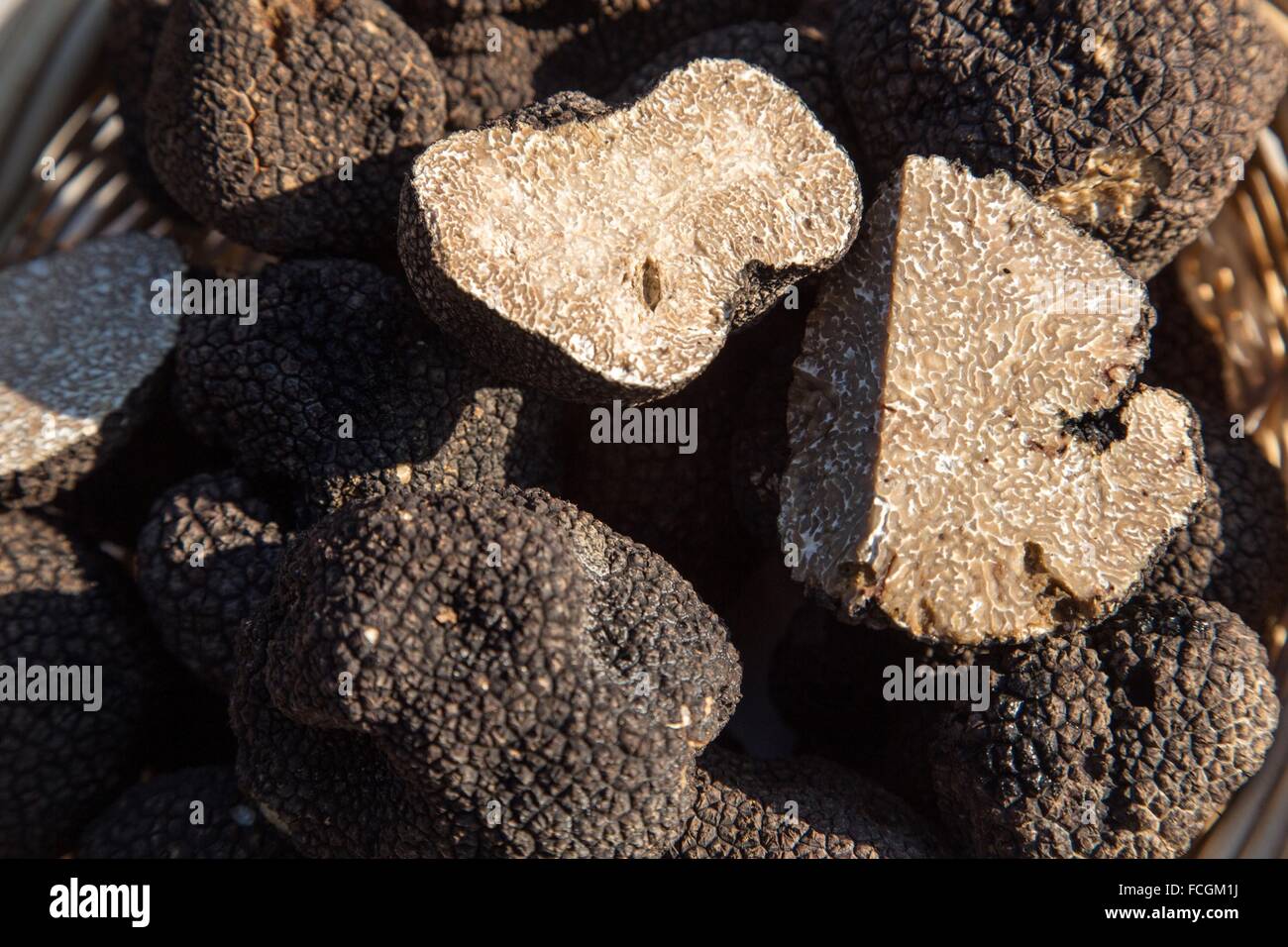 THE BLACK TRUFFLE, PUJAUT, (30), GARD, LANGUEDOC-ROUSSILLON, FRANCE Stock Photo