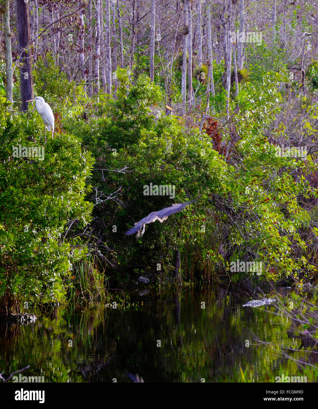 Anhinga flying past Snowt Egret in Big Cypress Swamp Stock Photo
