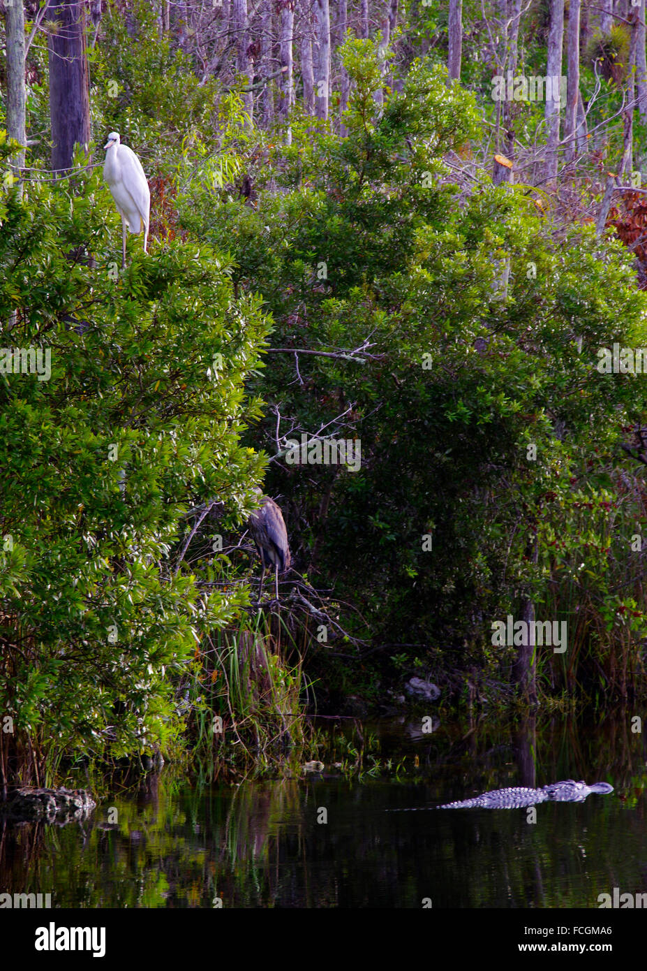 Alligator hunts a Snowy Egret in Big Cypress Swamp Stock Photo