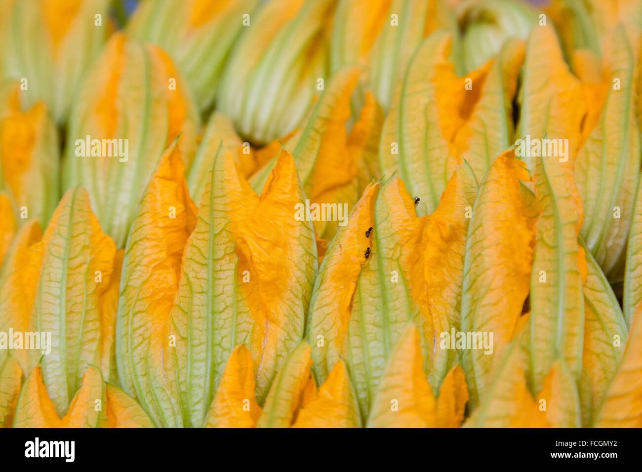 PRODUCE OF THE LAND, TRUE QUALITY FOOD, FRANCE Stock Photo