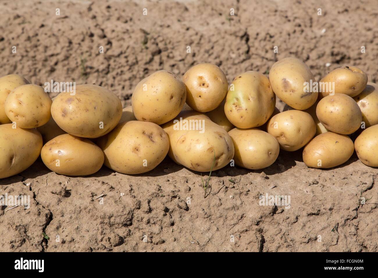 PRODUCE OF THE LAND, TRUE QUALITY FOOD, FRANCE Stock Photo