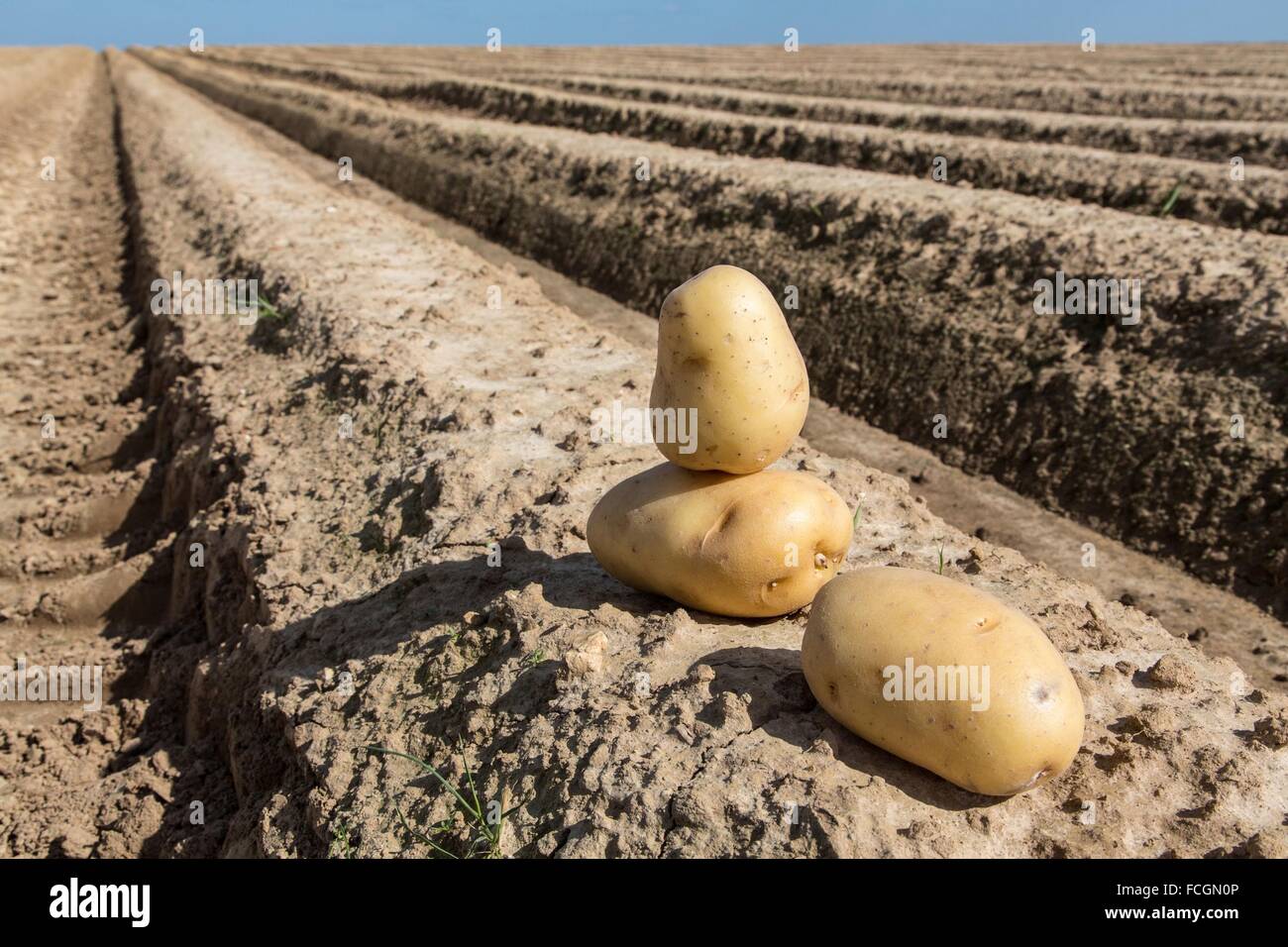 PRODUCE OF THE LAND, TRUE QUALITY FOOD, FRANCE Stock Photo