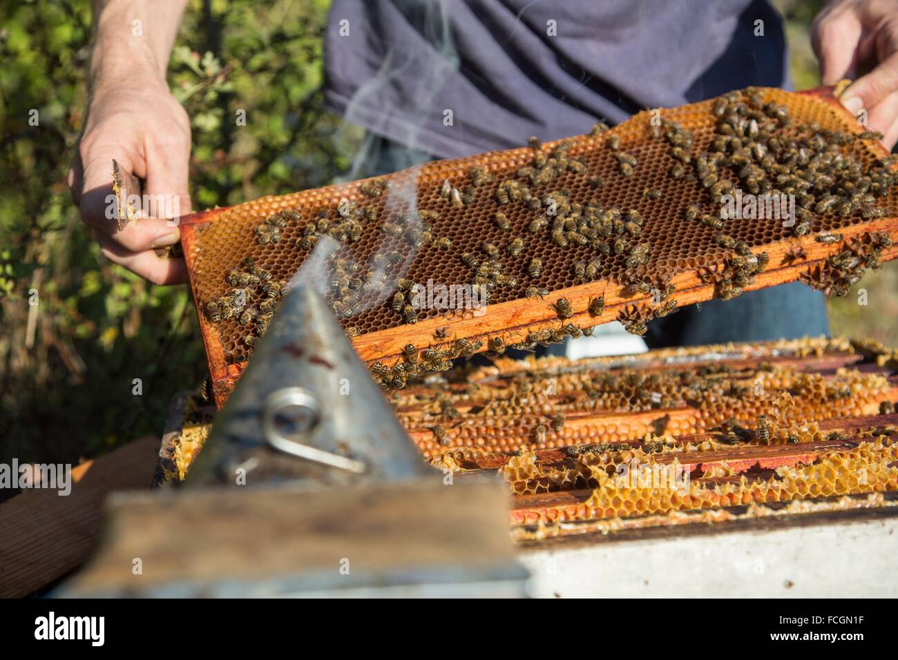 GASTRONOMY AND ORGANIC FARMING, FRANCE Stock Photo