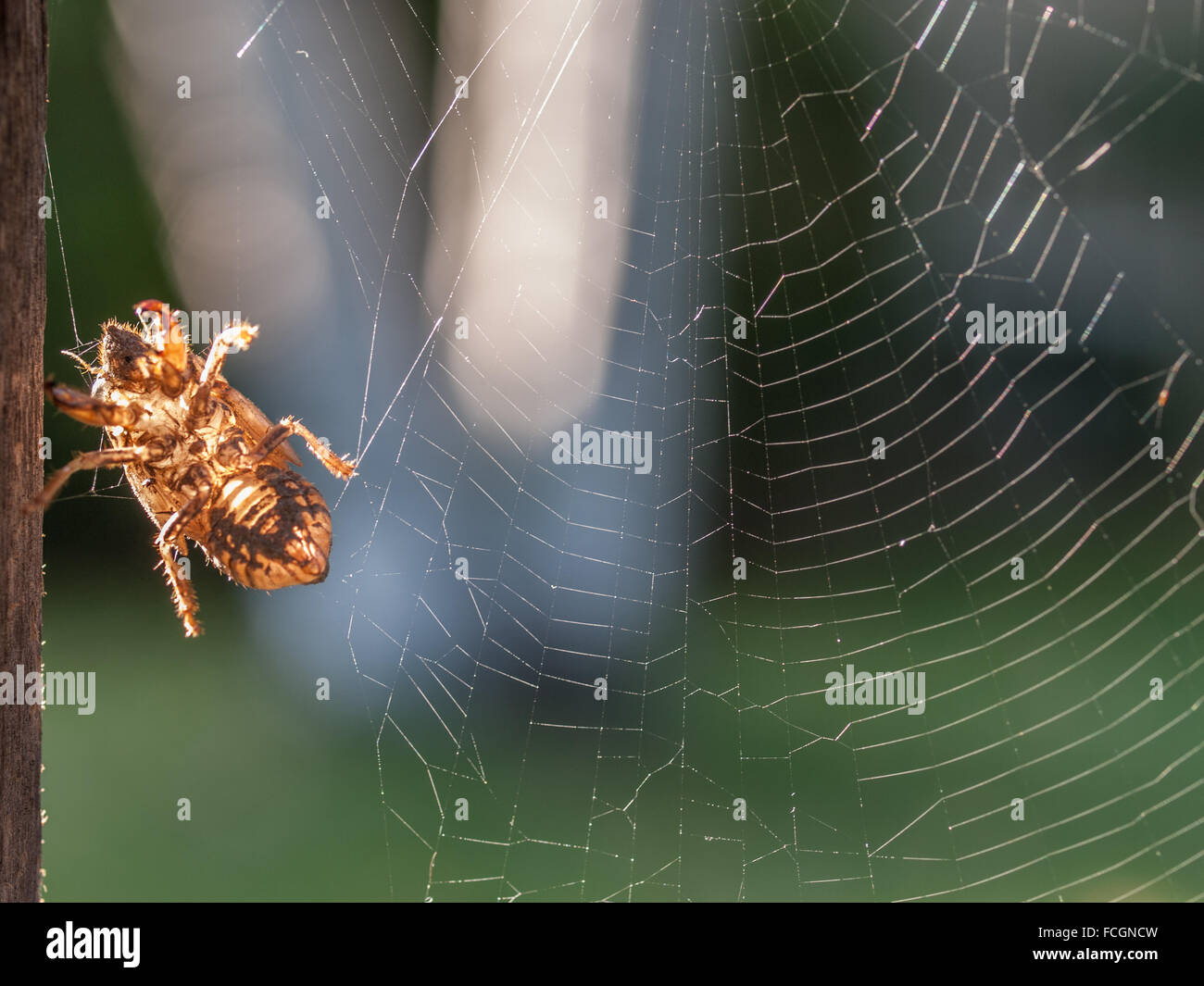Shell of cicada insect caught in spider web. Stock Photo