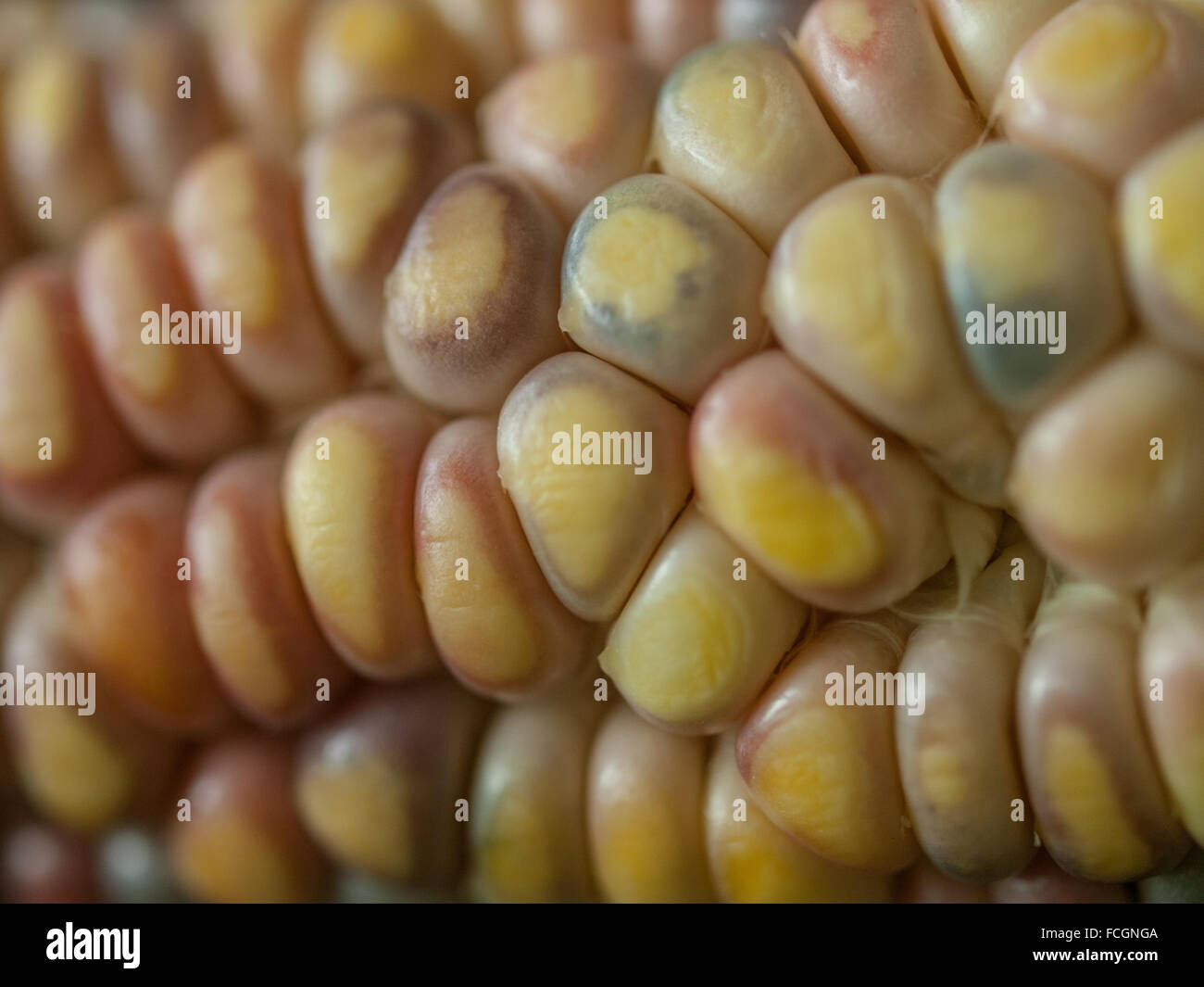 Corn unripe hires stock photography and images Alamy