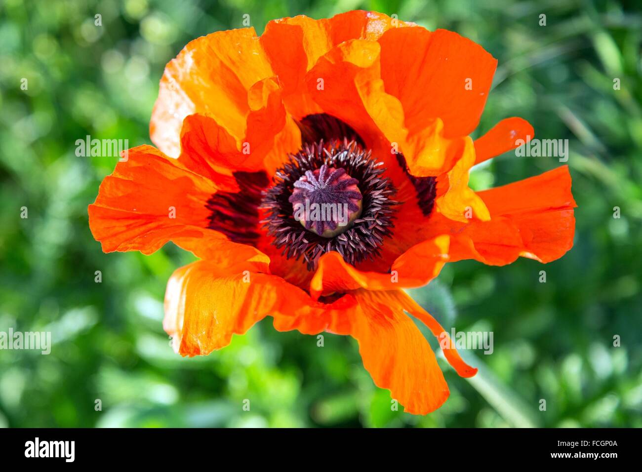 PRODUCE OF THE LAND, TRUE QUALITY FOOD, FRANCE Stock Photo
