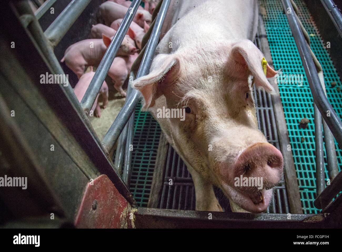 PIG FARMING, EURE-ET-LOIR (28), CENTRE-VAL-DE-LOIRE, FRANCE Stock Photo