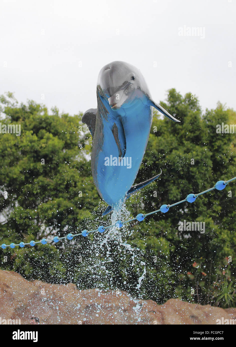 Leaping Bottle-nose Dolphin looking at you from  Loro Parque, Tenerife Stock Photo