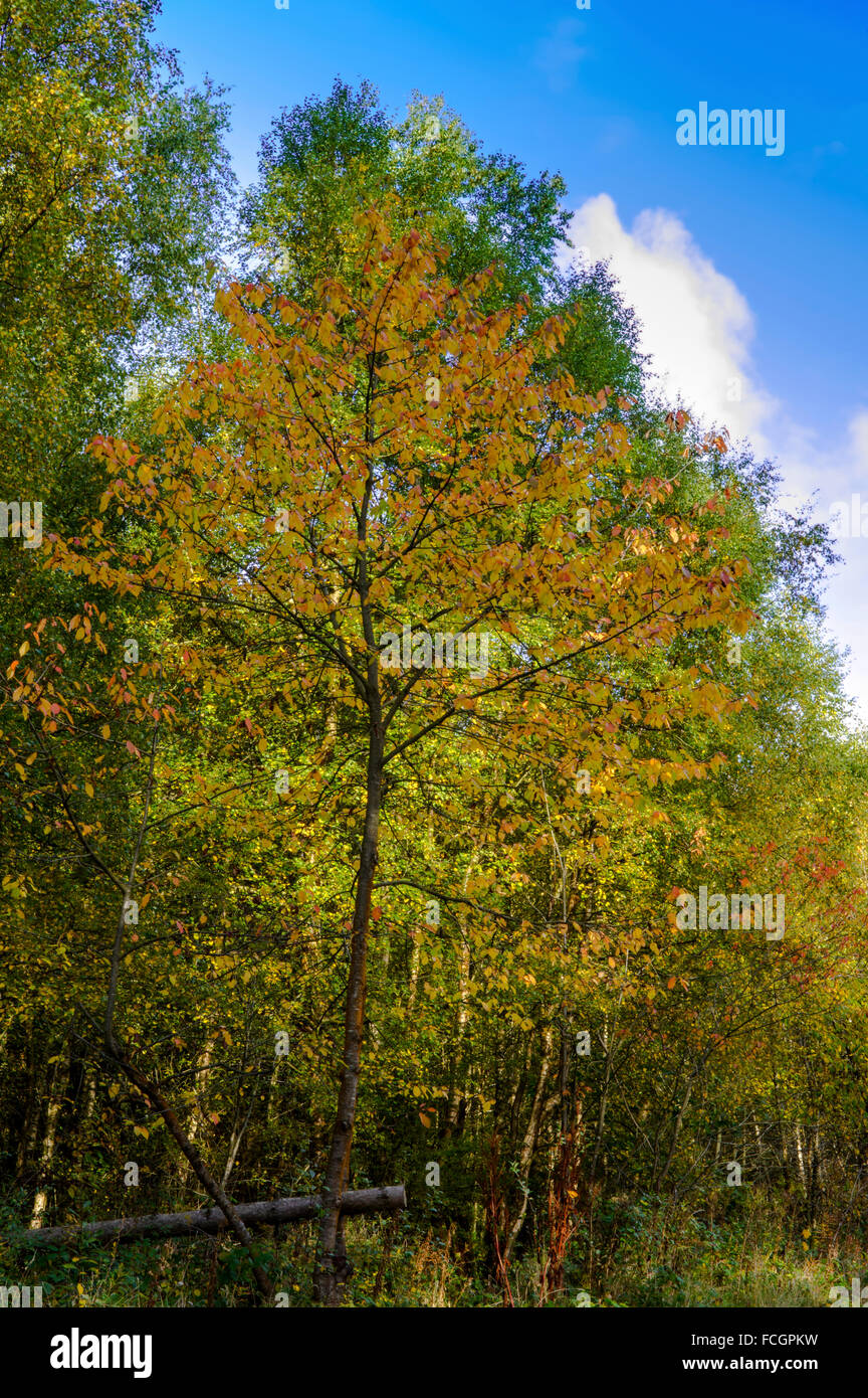 A wild cherry in a forest showing autumn colours Stock Photo