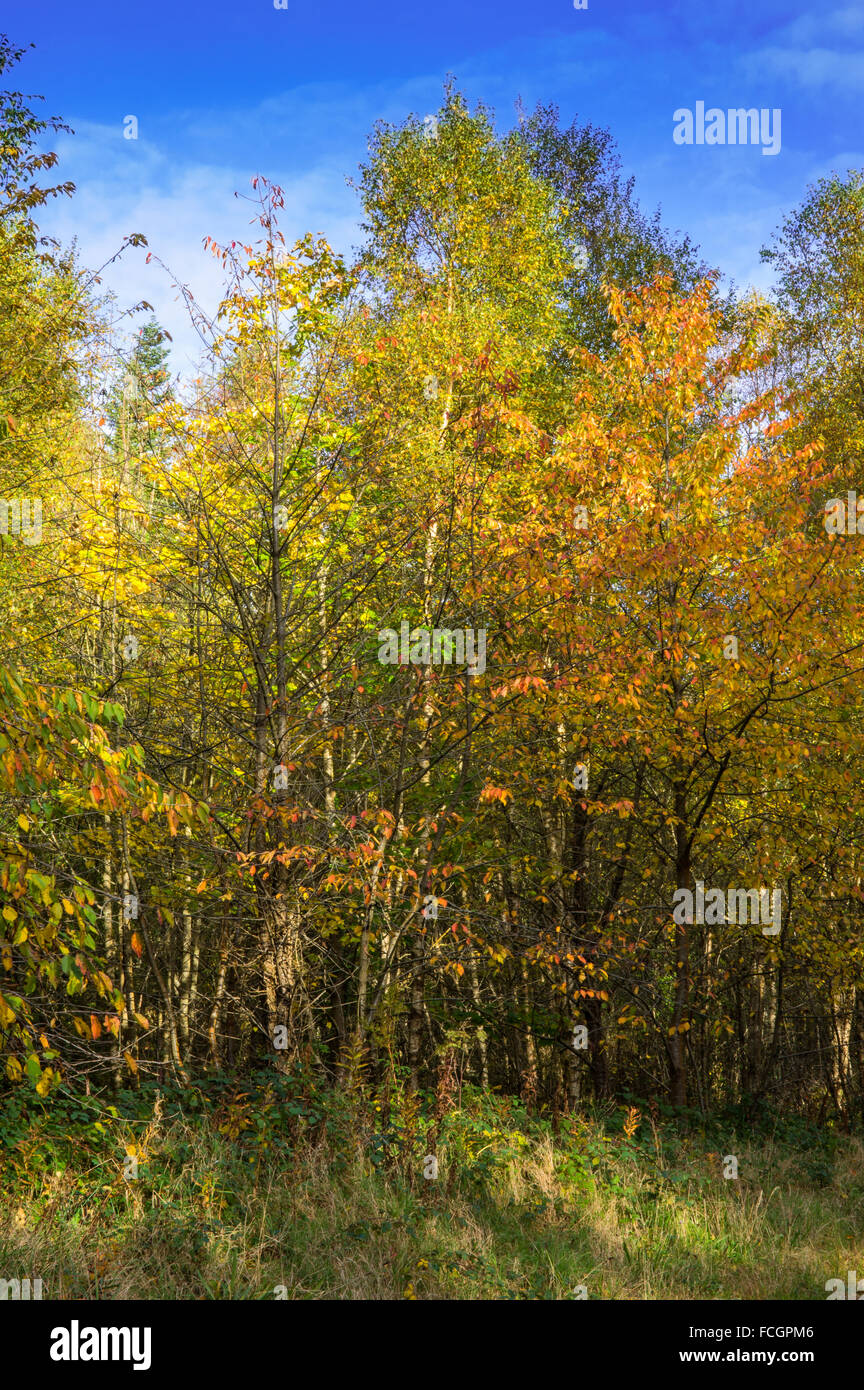 A wild cherry and birches in a forest showing autumn colours Stock Photo
