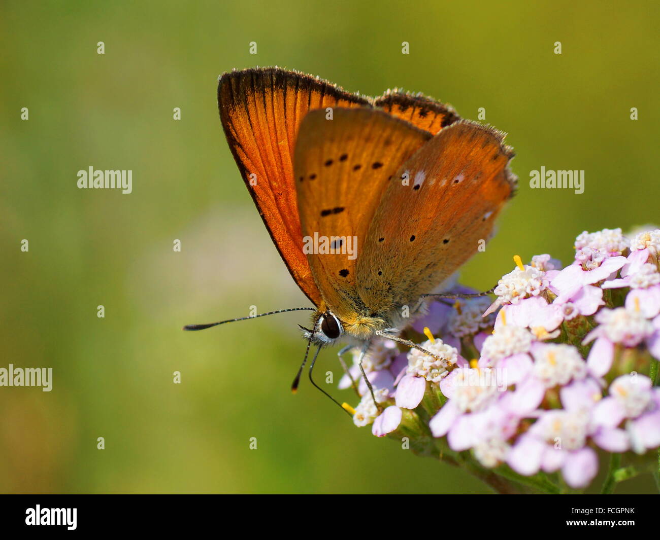 Butterfly on a flower. Scarce copper, Lycaena virgaureae (male) Stock Photo