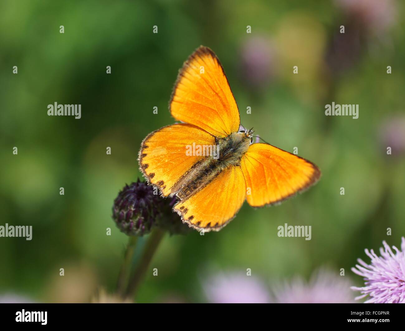 Butterfly with open wings. Scarce copper, Lycaena virgaureae (male) Stock Photo