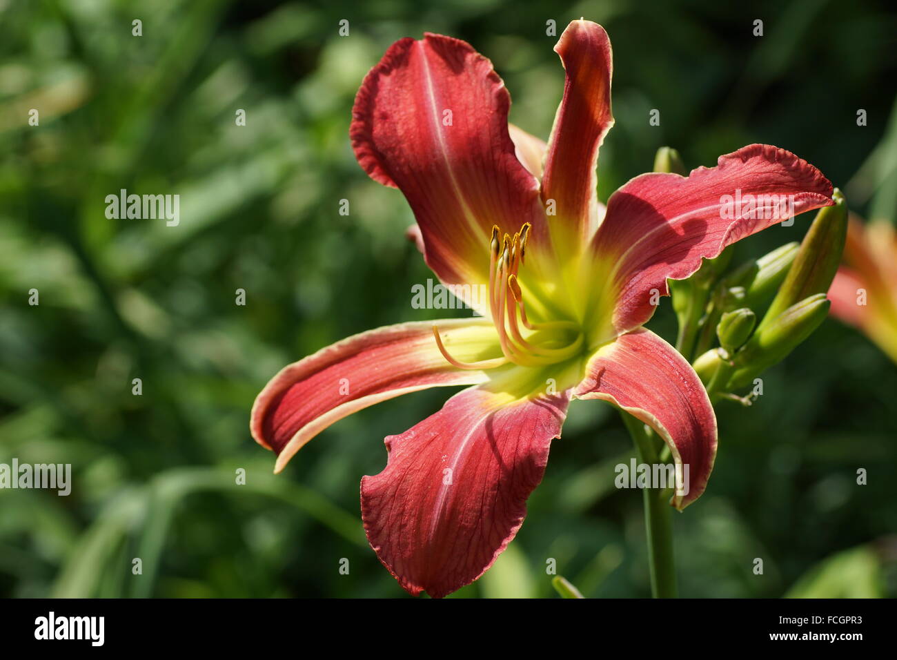 Red flowers daylily. Throat yellow Stock Photo - Alamy