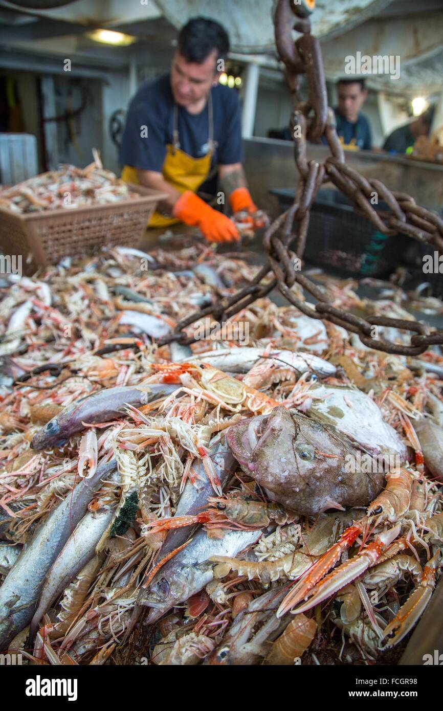 PRAWN FISHING AT SEA, FRANCE Stock Photo Alamy