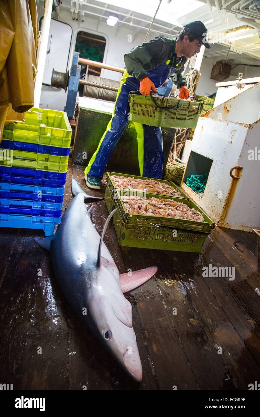 PRAWN FISHING AT SEA, FRANCE Stock Photo Alamy