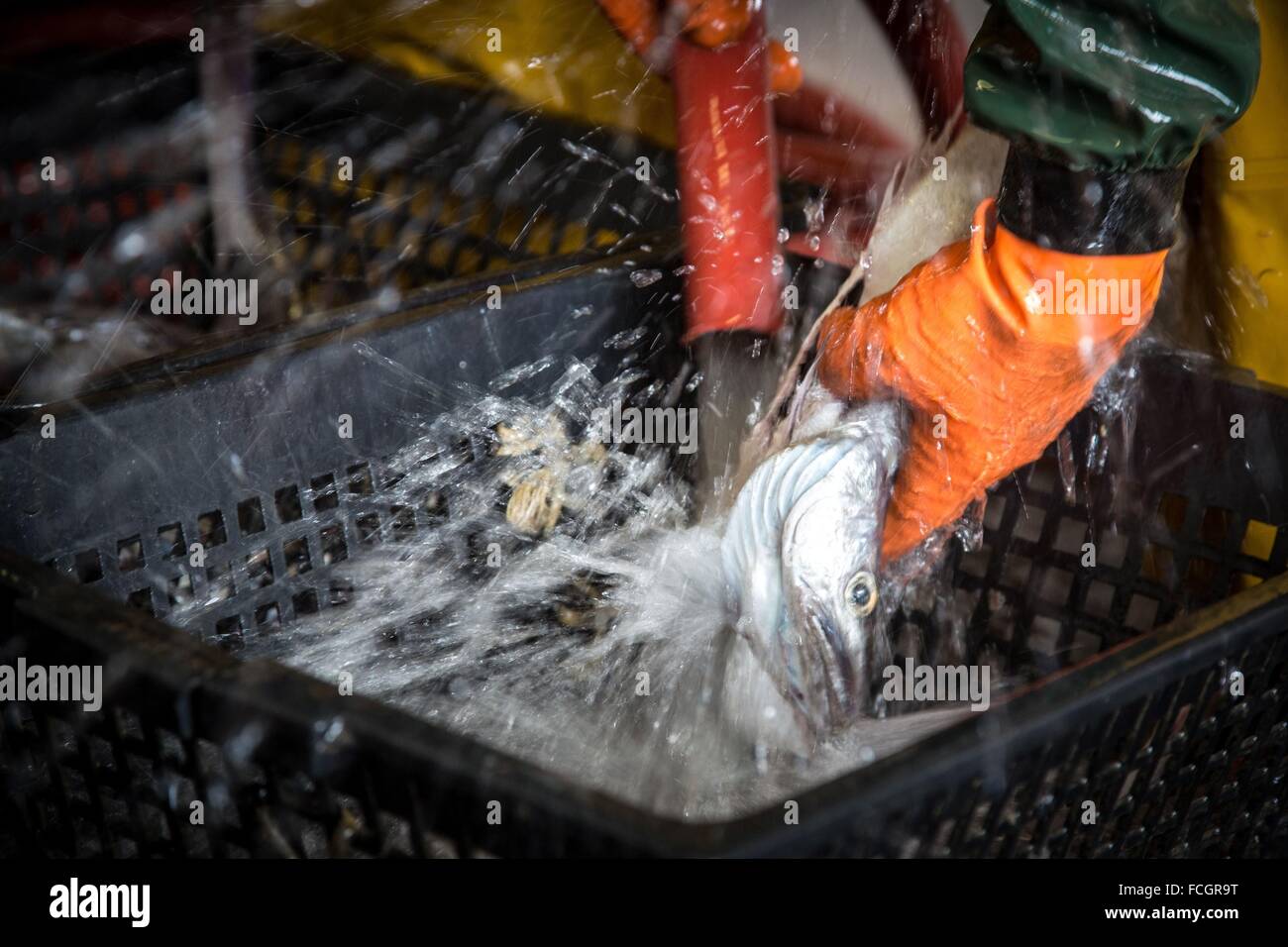 SLUICING DOWN OF THE FISH (YOUNG HAKE), SEA FISHING ON THE SHRIMP TRAWLER 'QUENTIN-GREGOIRE' OFF THE COAST OF SABLES-D'OLONNE (8 Stock Photo