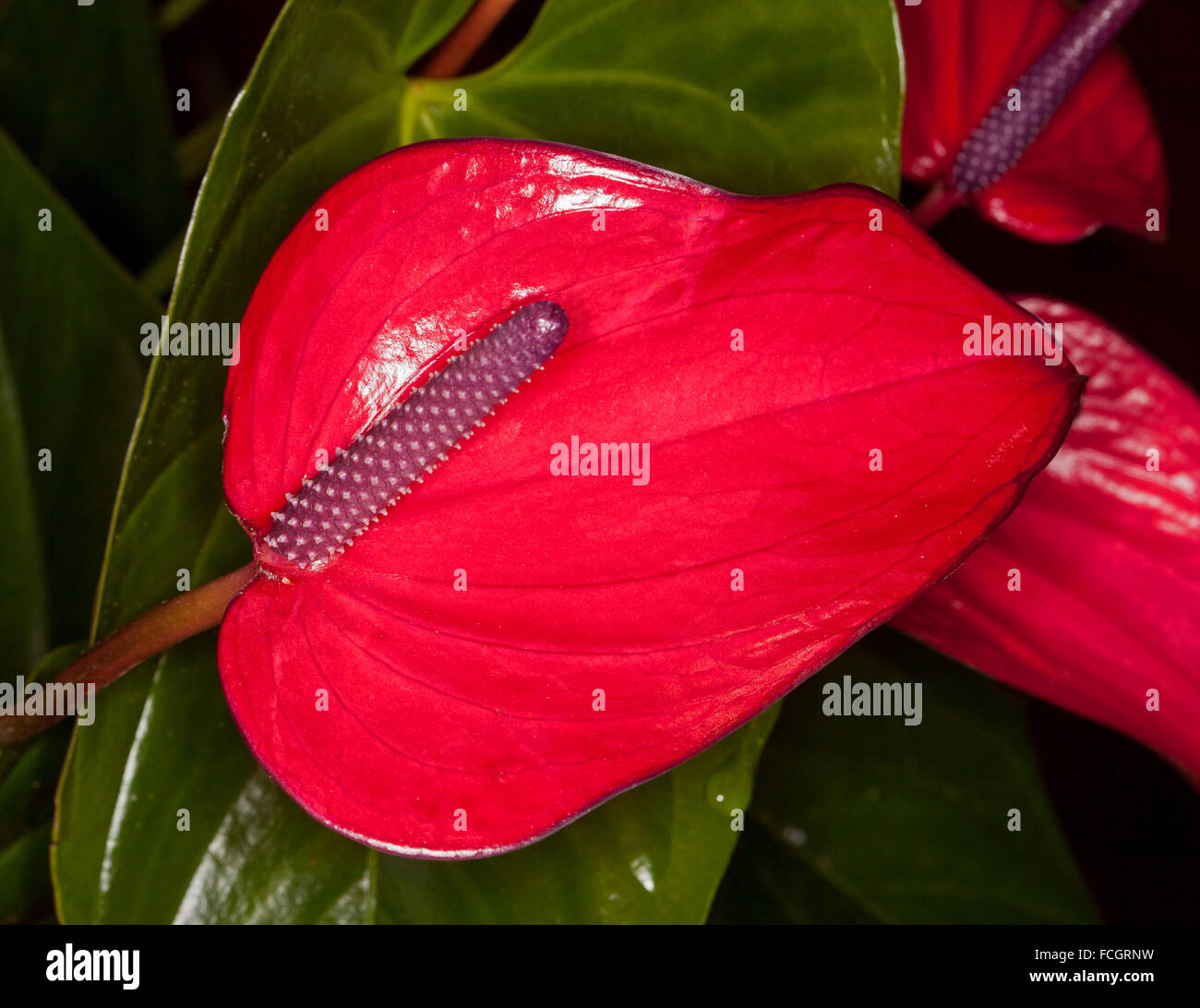 Spectacular Anthurium andreanum cultivar 'Purple Anouk' with vivid red spathe, purple spadix and dark green leaves on dark background Stock Photo