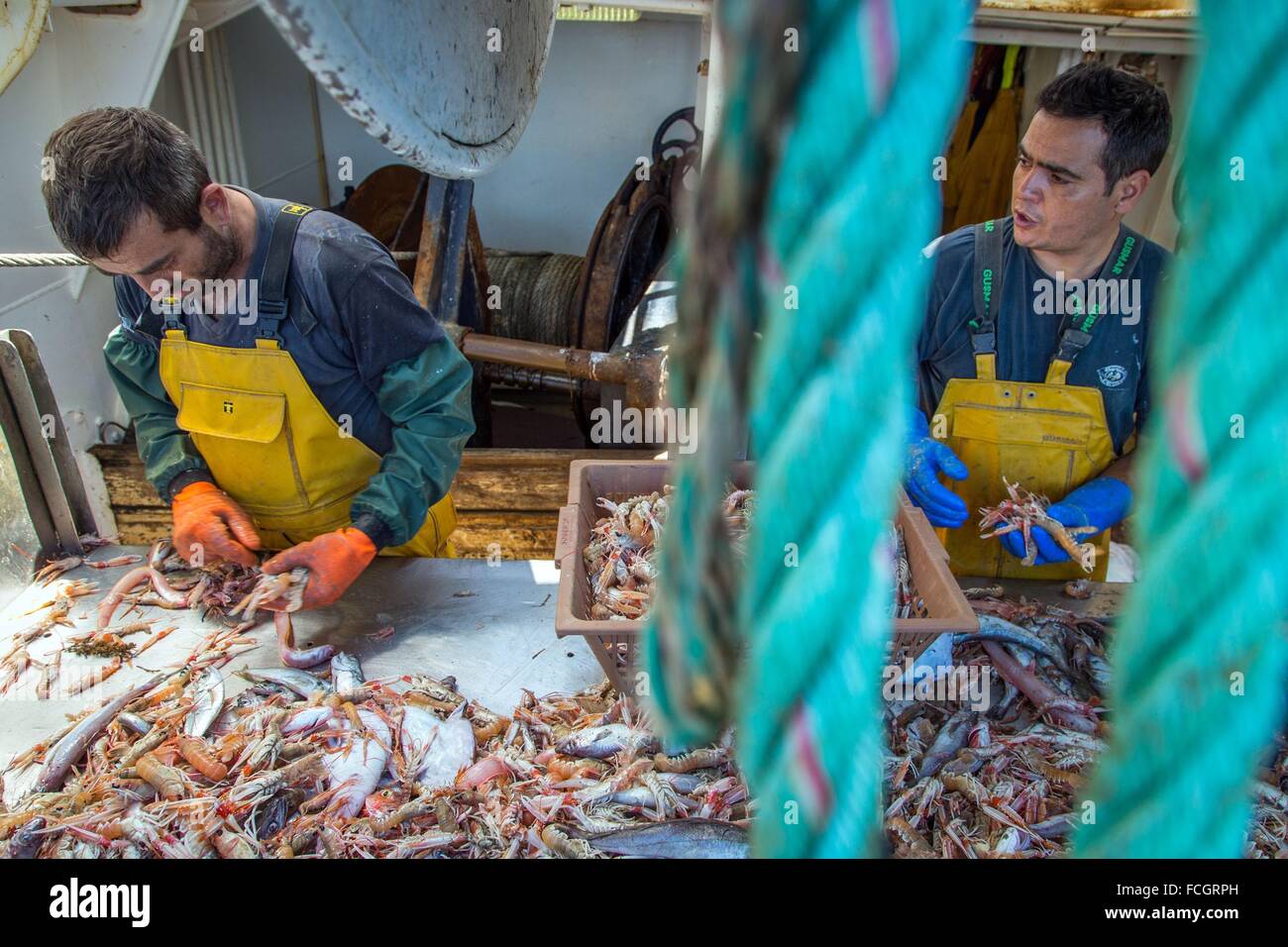 PRAWN FISHING AT SEA, FRANCE Stock Photo Alamy