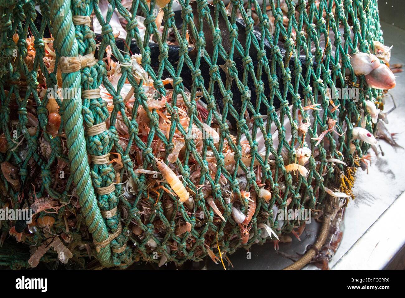 PRAWN FISHING AT SEA, FRANCE Stock Photo Alamy