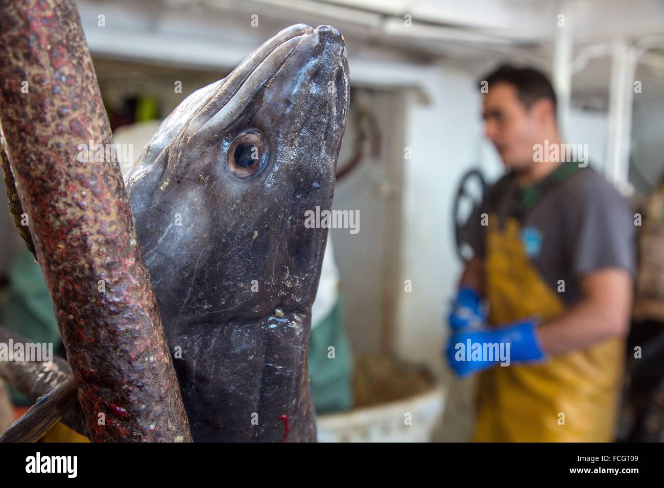 PRAWN FISHING AT SEA, FRANCE Stock Photo Alamy