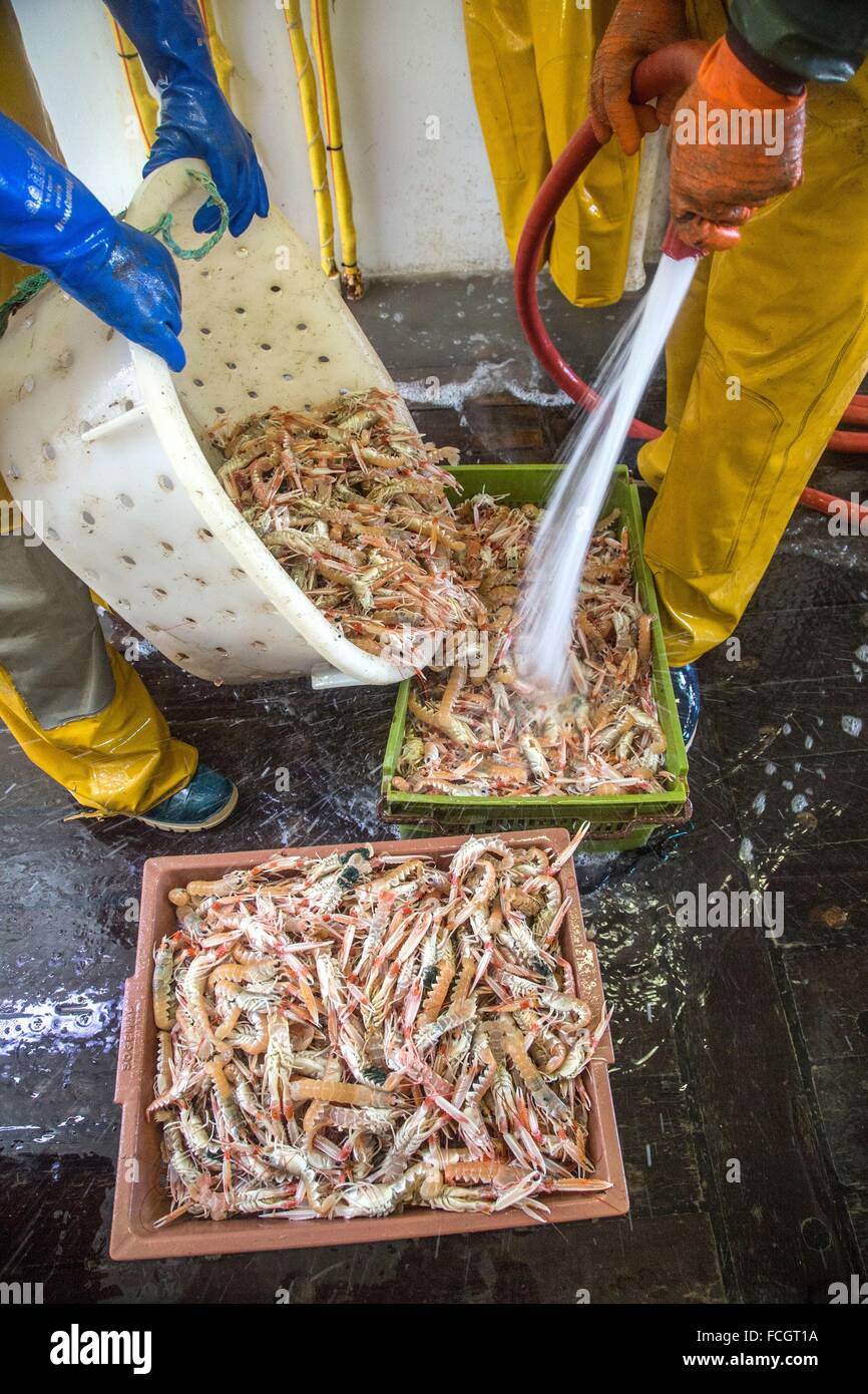 PRAWN FISHING AT SEA, FRANCE Stock Photo Alamy