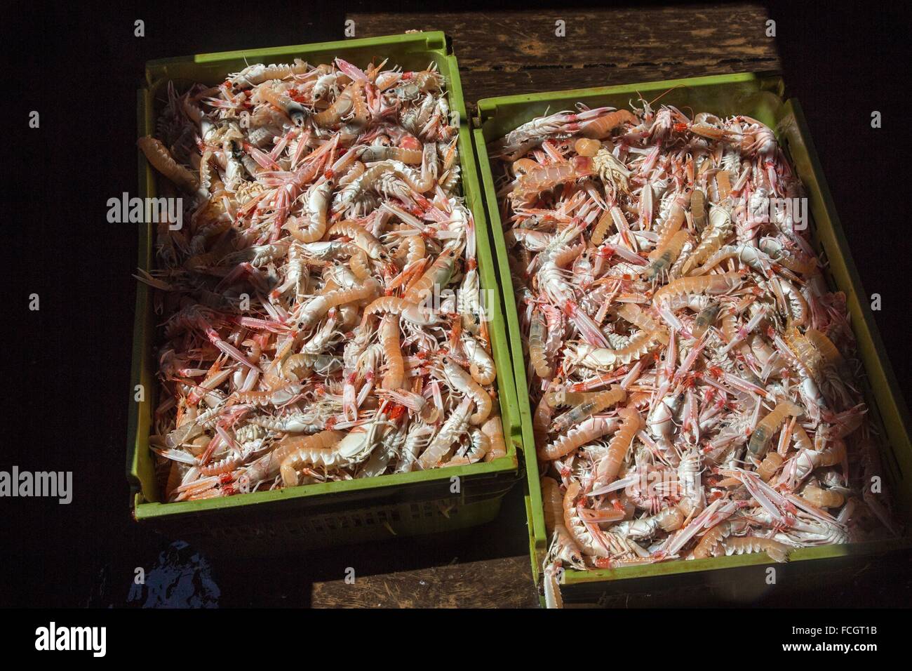 CRATES OF FRESHLY CAUGHT LIVE PRAWNS, SEA FISHING ON THE SHRIMP TRAWLER