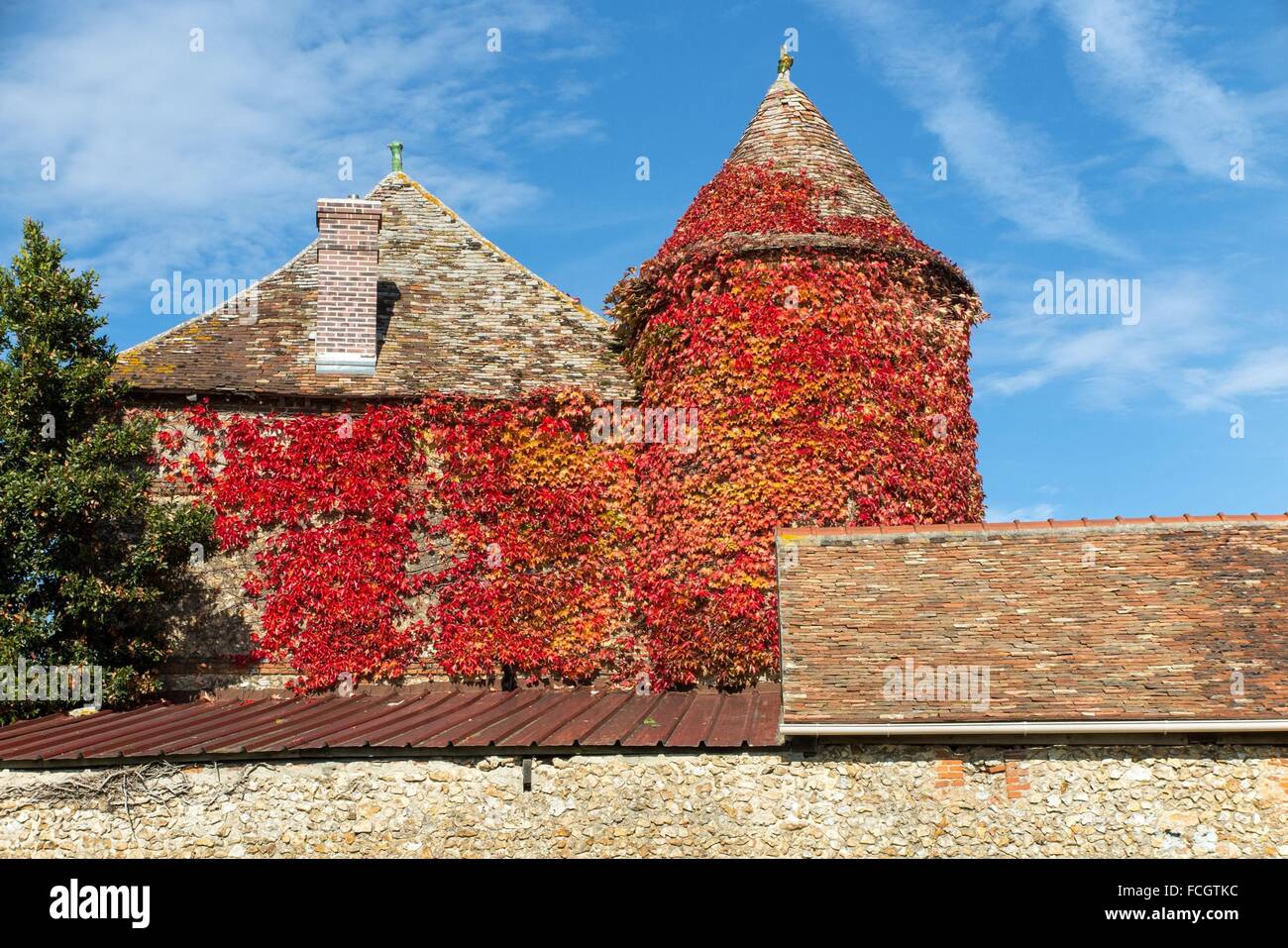 FARM BUILDING COVERED IN VIRGINIA CREEPER IN AUTUMN COLORS, FRANCE Stock Photo
