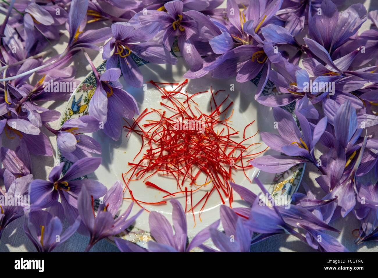 SAFFRON FARMING IN THE EURE ET LOIR (28), CENTRE, FRANCE Stock Photo ...