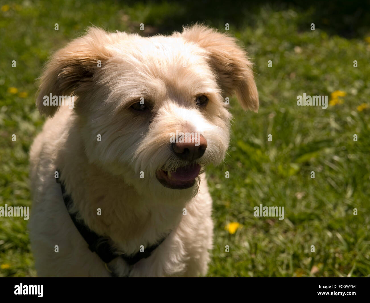 Eskipoo dog best sale