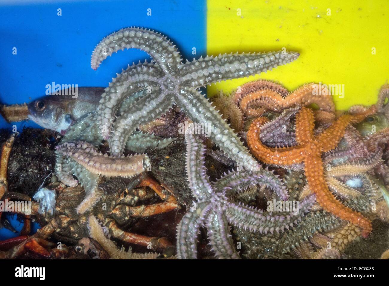 STARFISH AND FISH IN CRATES, SEA FISHING ON THE GILLNETTING BOAT 'LES OCEANES' OFF THE COAST OF LORIENT (56), BRITTANY, FRANCE Stock Photo