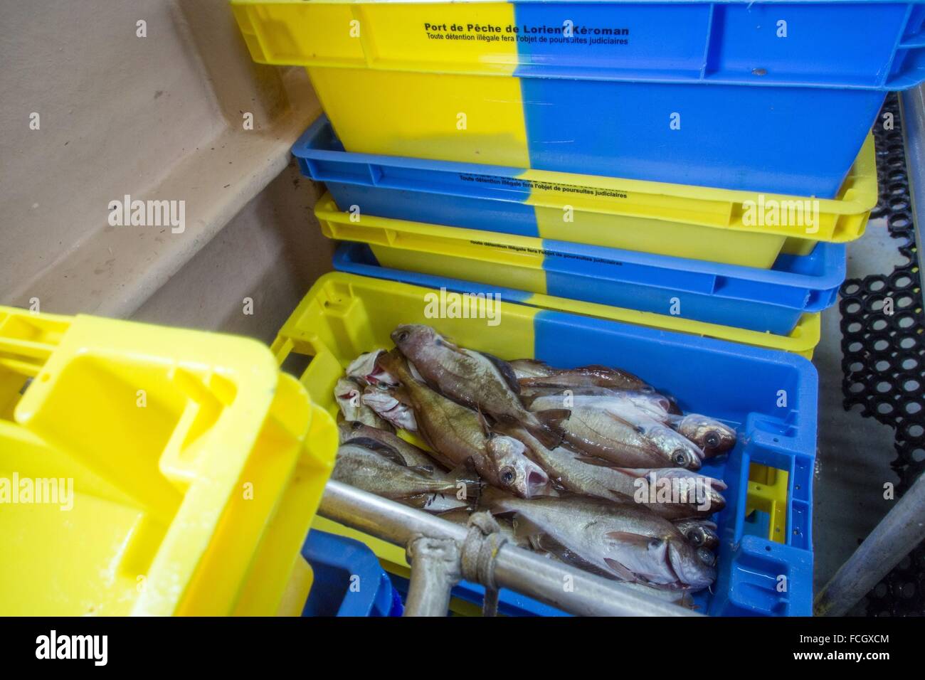 CRATES OF EELPOUT, SEA FISHING ON THE BOAT 'LES OCEANES